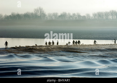 Surfers riding the Severn Bore near Newnham, Glos in the early morning sunshine. The bore was five star rated, which means the b Stock Photo