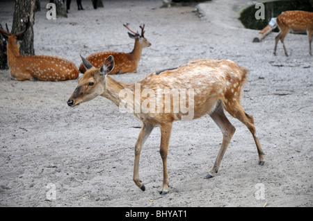 Fellow deers (Dama dama) in Serengeti Park, Hodenhagen, Germany Stock Photo