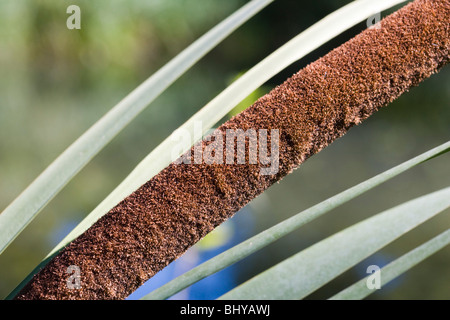 Common Bulrush, Broadleaf Cattail, Reedmace. Typha latifolia. Stock Photo
