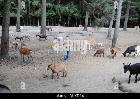Goats and Fallow Deers in Serengeti Park, Hodenhagen, Germany Stock Photo