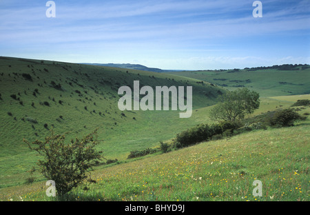 Chalk grassland flora at Lewis Downs National Nature Reserve East Sussex England Stock Photo