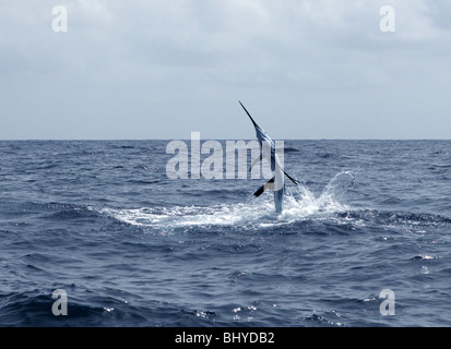 Sailfish saltwater sport fishing jumping Stock Photo