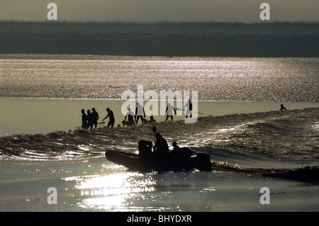 Surfers riding the Severn Bore near Newnham, Glos in the early morning sunshine. The bore was five star rated, which means the b Stock Photo