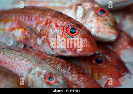 Fresh Red Snapper Fish on ice at a food market stall Stock Photo