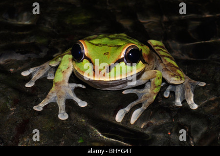 Masked tree frog (Smilisca phaeota) in river. Manuel Antonio, Costa Rica. Stock Photo