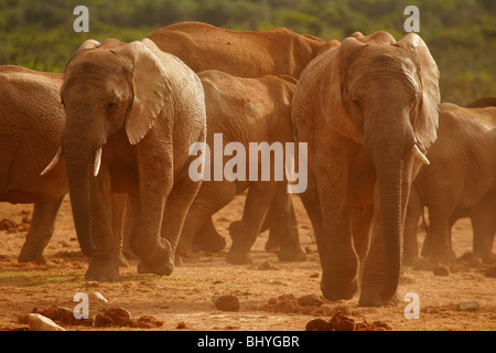 Elephants in the dust at Ado Elephant Park in South Africa Stock Photo