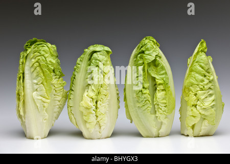 A row of four 'Little Gem' variety lettuce Stock Photo