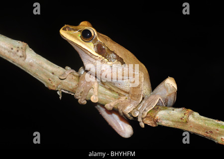 Masked tree frog (Smilisca phaeota) Manuel Antonio, Costa Rica. Stock Photo
