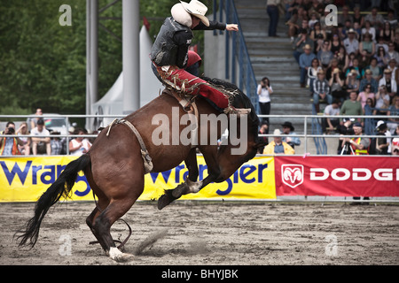 Cowboy riding a horses during Rodeo Stock Photo