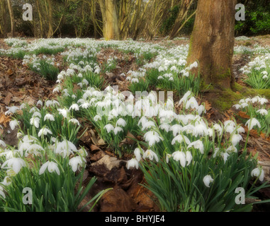 Snowdrops. Stock Photo