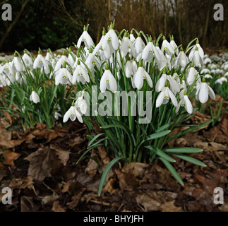 Snowdrops Stock Photo