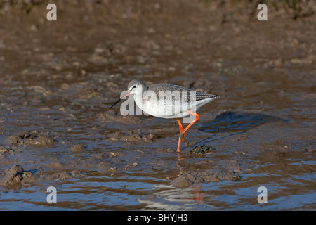 Spotted Redshank Tringa erythropus feeding in coastal pool Stock Photo