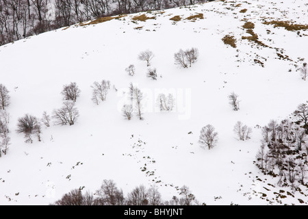 High altitude beech and birch woodland in winter on the Col de La Croix Morand (1401 m) in the Volcans d'Auvergne, France Stock Photo