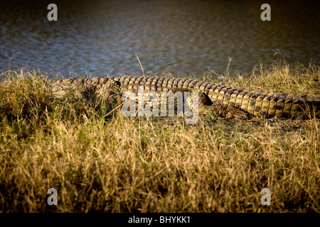Nile Crocodile, Mikumi NP, Tanzania, East Africa Stock Photo