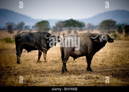African Buffalo, Mikumi NP, Tanzania, East Africa Stock Photo
