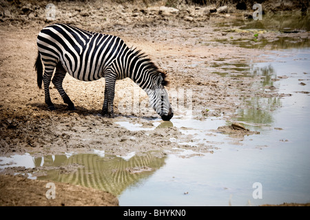 Plains or Burchell's Zebra, Mikumi NP, Tanzania, East Africa Stock Photo