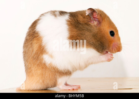 golden hamster Stock Photo