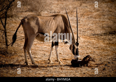 Oryx giving birth, Samburu National Reserve, Kenya, East Africa Stock Photo