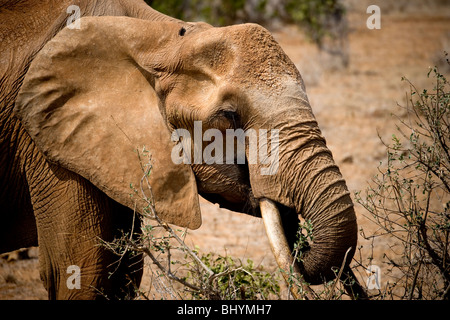 Elephant with long tusks, Tsavo East NP, Kenya, East Africa Stock Photo