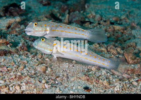 A pair Orange-Dashed Goby (Valenciennea puellaris) guard their burrow-like nest constructed amongst small rocks on the sea floor Stock Photo