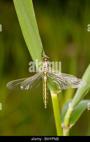 Four-spotted Chaser (Libellula quadrimaculata) comes out of its larva Stock Photo