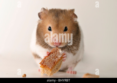 golden hamster Stock Photo