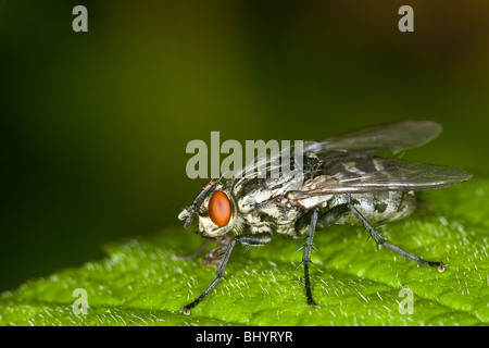 marbled-grey flesh fly (Sarcophaga carnaria) Stock Photo