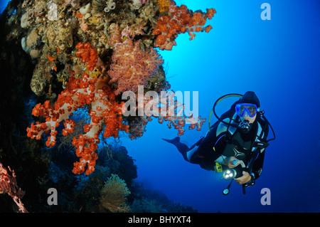 Dendronephthya klunzingeri, scuba diver with colorful coral reef and soft corals and barrel sponge, Bali Stock Photo