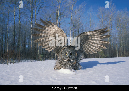 Great Gray Owl Strix nebulosa preying upon small mammal in snow North America Stock Photo