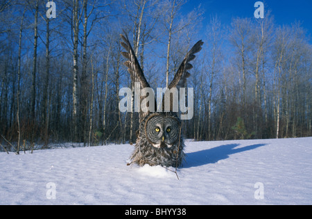Great Gray Owl Strix nebulosa preying upon small mammal in snow North America Stock Photo