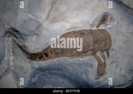Arthropod Fossil  Eurypterus  Upper Silurian period  New York USA 10 cm Stock Photo