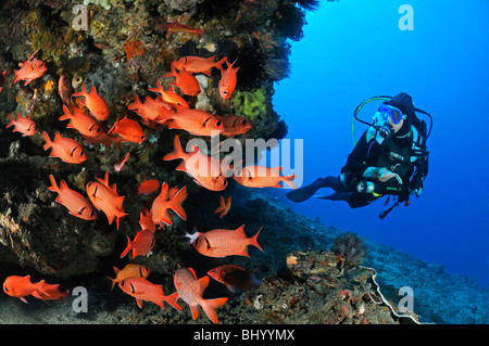 Myripristis murdjan, scuba diver with school of soldier fish, Gili Tepekong, Candidasa, Bali, Indonesia, Indo-Pacific Ocean Stock Photo