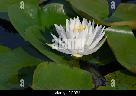 Fragrant White Water Lily Nymphaea odorata E USA, by Carol Dembinsky/Dembinsky Photo Assoc Stock Photo
