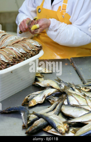 Preparation of herrings before the salting (62) Stock Photo