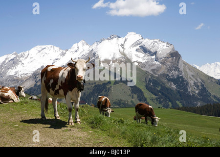 Haute-Savoie department (Upper Savoy) (74) : Montbeliarde cattle Stock Photo