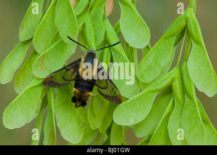 Hummingbird Moth Common Clearwing  Hemaris thysbe on Ashleaf Maple Seeds Eastern USA, by Skip Moody/Dembinsky Photo Assoc Stock Photo