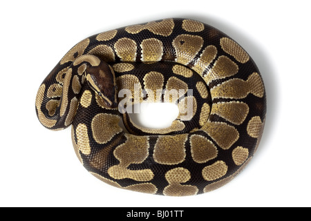 Royal Python, or Ball Python (Python regius), in studio against a white background. Stock Photo