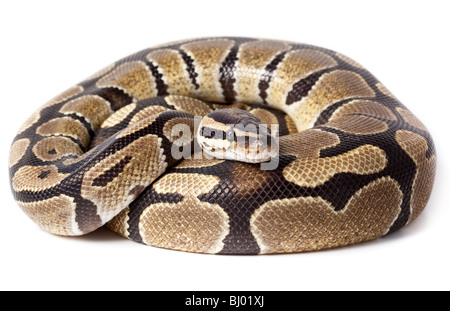 Royal Python, or Ball Python (Python regius), in studio against a white background. Stock Photo
