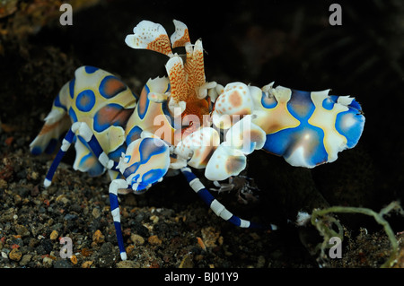 Hymenocera elegans, Harlequin Shrimp, Seraya Beach, Tulamben, Bali, Indonesia, Indo-Pacific Ocean Stock Photo