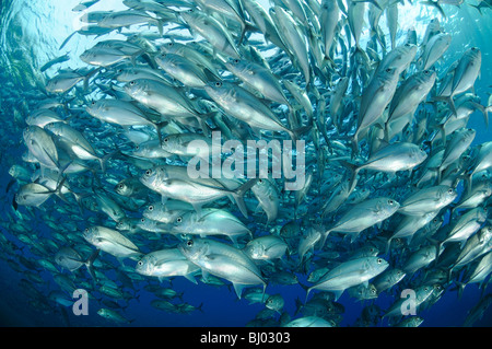 Caranx sexfasciatus, Bigeye trevally, school of bigeye trevallys, school of fishes, Tulamben, Liberty Wreck, Bali Stock Photo