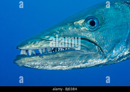 Sphyraena qenie, Sphyraena putnamiae, head of a Blackfin Barracuda, Tulamben, Liberty Wreck, Bali, Indonesia, Indopacific Ocean Stock Photo