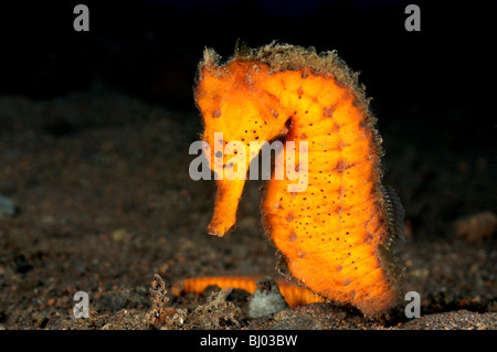 Hippocampus kuda, orange Common seahorse, Spotted Seahorse, Seraya Beach, Tulamben, Bali, Indonesia, Indo-Pacific Ocean Stock Photo