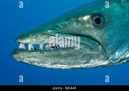 head of a Blackfin Barracuda, Tulamben, Liberty Wreck, Bali, Indonesia, Indopacific Ocean Stock Photo