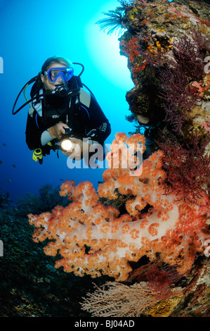 Dendronephthya klunzingeri, scuba diver with colorful coral reef and soft corals and barrel sponge, Tulamben. Bali Stock Photo