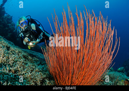 Ctenocella cercidia, Ellisella cercidia, Ellisella ceratophyta, female scuba diver with red whip corals, Tulamben. Bali Stock Photo