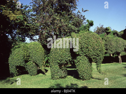 Topiary in the shape of Elephants Stock Photo