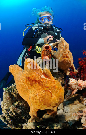 Antennarius commersonii, Giant frogfish, 2 Commerson's frogfish with scuba diver, Bulakan, Tulamben, Bali Stock Photo
