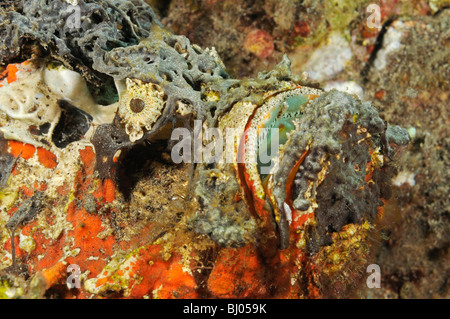 Synanceia horrida, Estuarine Stonefish, head, Tulamben, Bali, Indonesia, Indo-Pacific Ocean Stock Photo