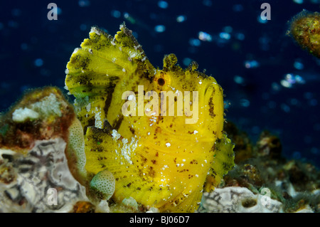 Taenianotus triacanthus, yellow Leaf scorpionfish, Tulamben, Bali, Indonesia, Indo-Pacific Ocean Stock Photo