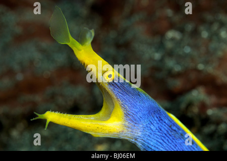 Rhinomuraena quaesita, male Ribbon moray, blue Ribbon eel, Tulamben, Bali, Indonesia, Indo-Pacific Ocean Stock Photo